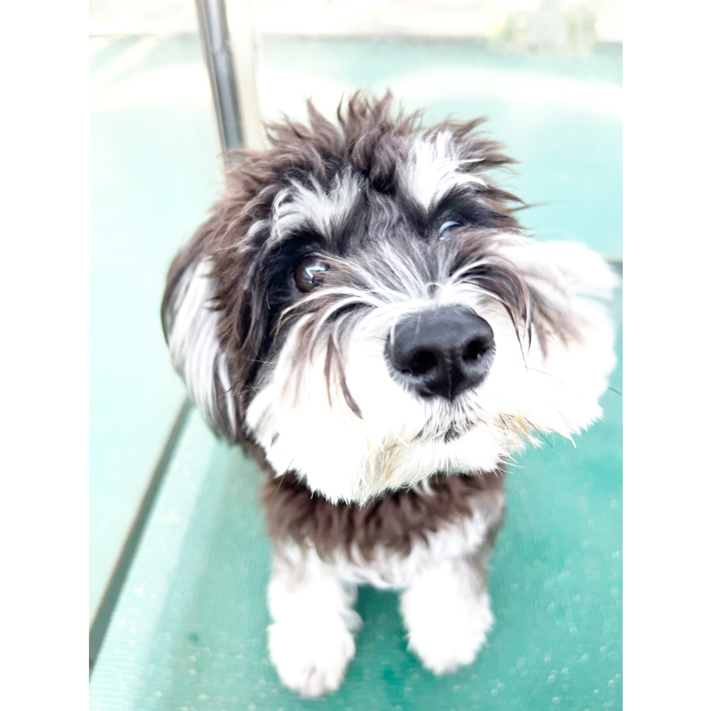 生徒が撮影したモデル犬！ＰＡＲＴ②